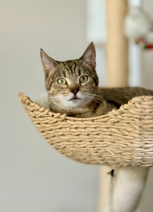 ** Reserved ** Lumi