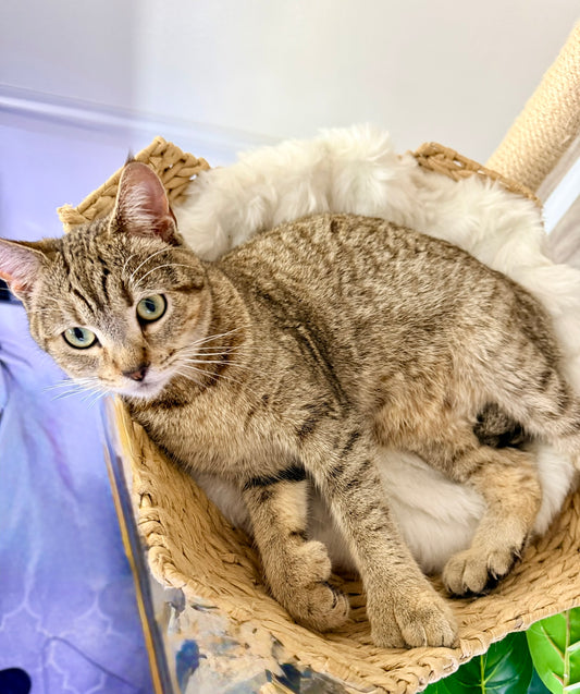 ** Reserved ** Lumi