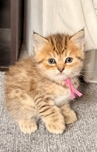 ** Reserved ** Presley - Fushia Collar