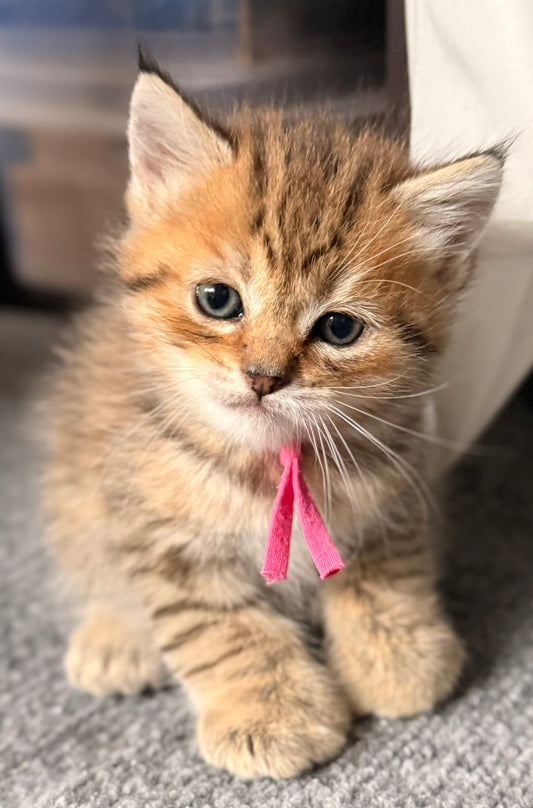** Reserved ** Presley - Fushia Collar