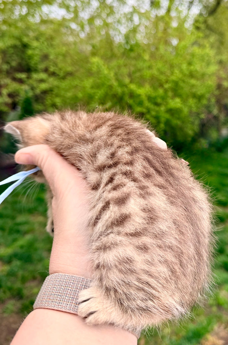 Orion - Baby Blue Collar