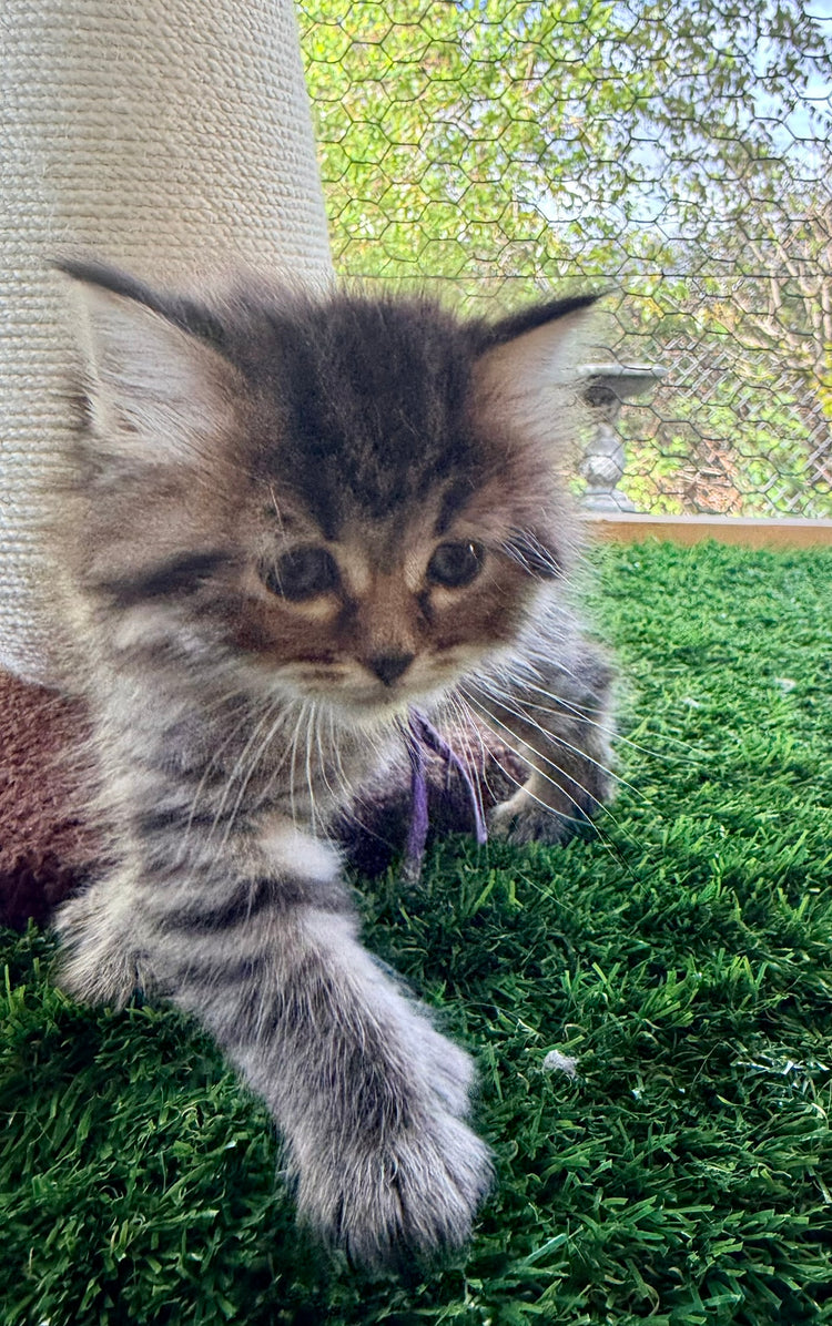 ** Reserved ** Octavia - Purple Collar