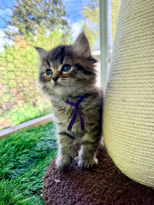** Reserved ** Octavia - Purple Collar
