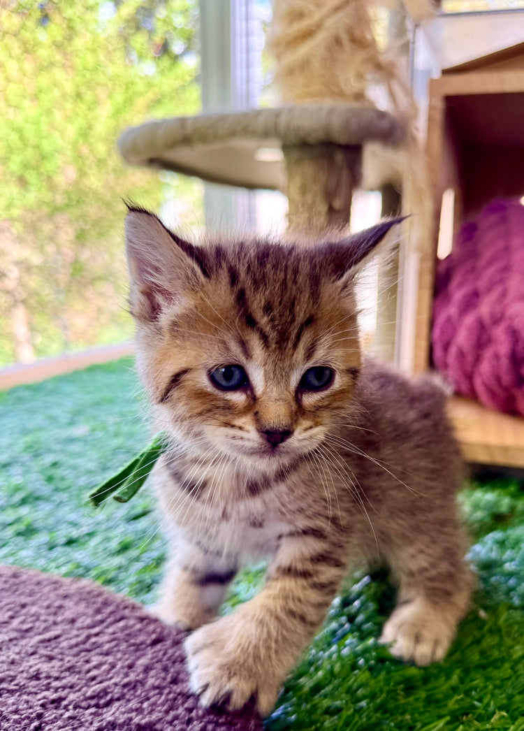 ** Reserved ** Loki - Green Collar