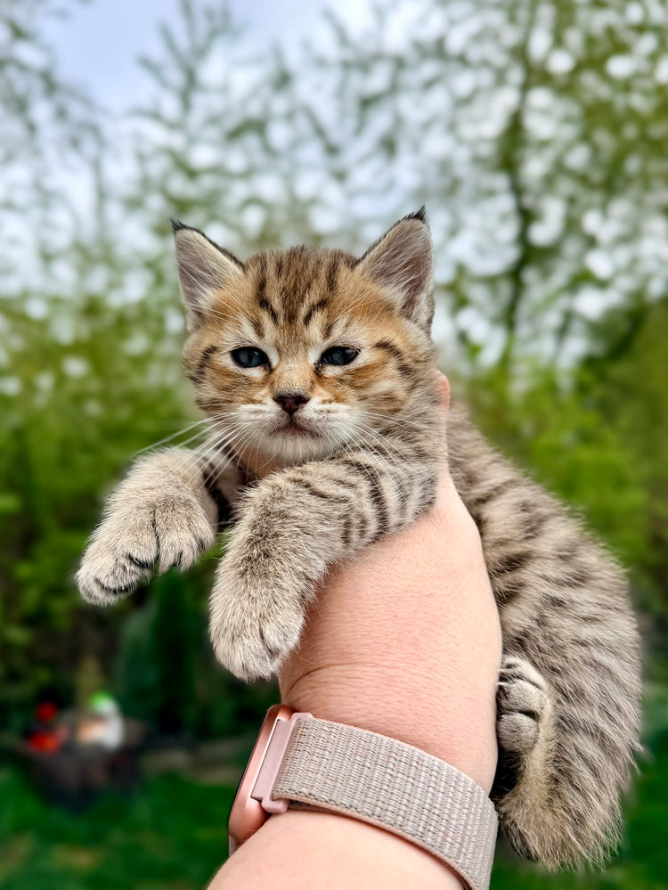 ** Reserved **  Loki - Green Collar