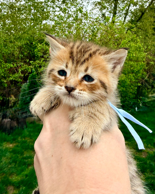 Orion - Baby Blue Collar