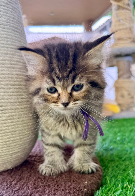 ** Reserved **  Octavia - Purple Collar