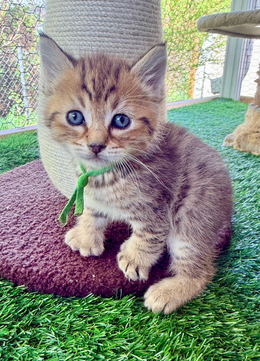 Artemis - Green Collar