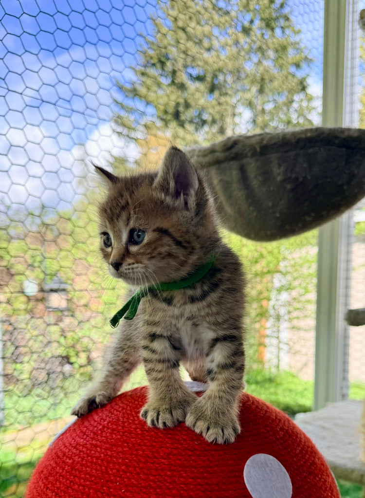 ** Reserved **  Loki - Green Collar