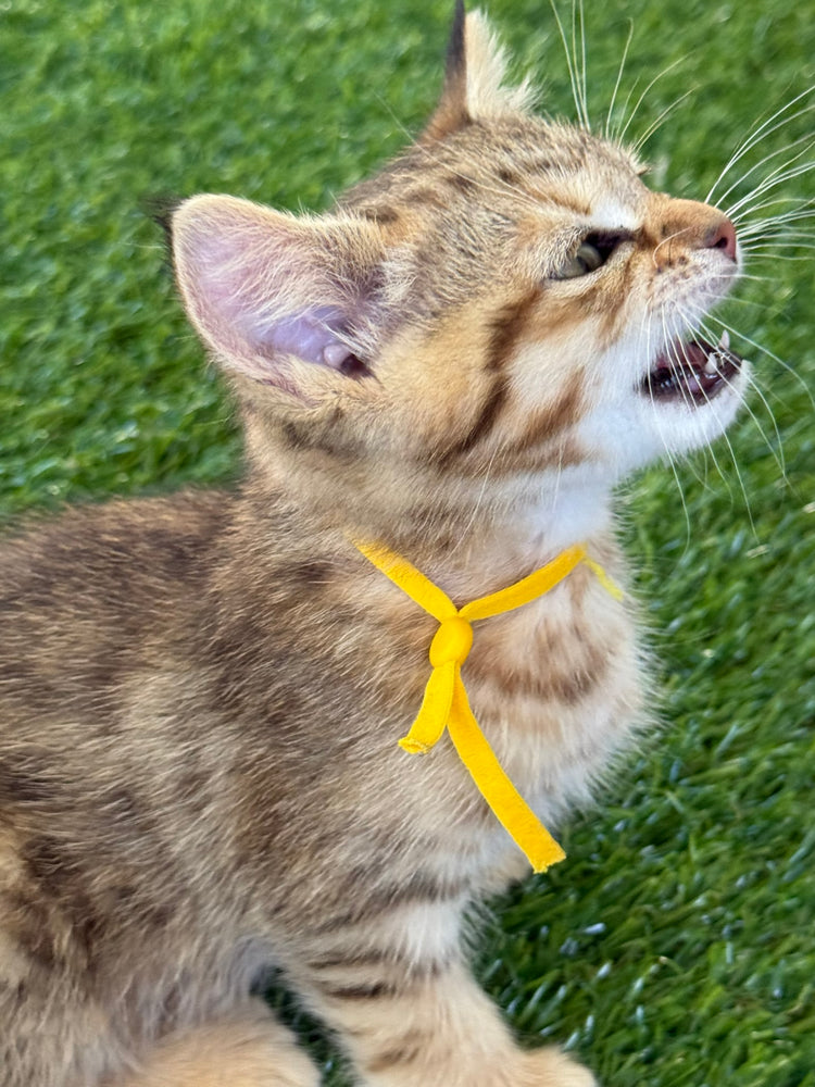 Princess - Yellow Collar