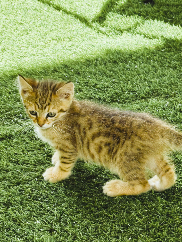 Princess - Yellow Collar