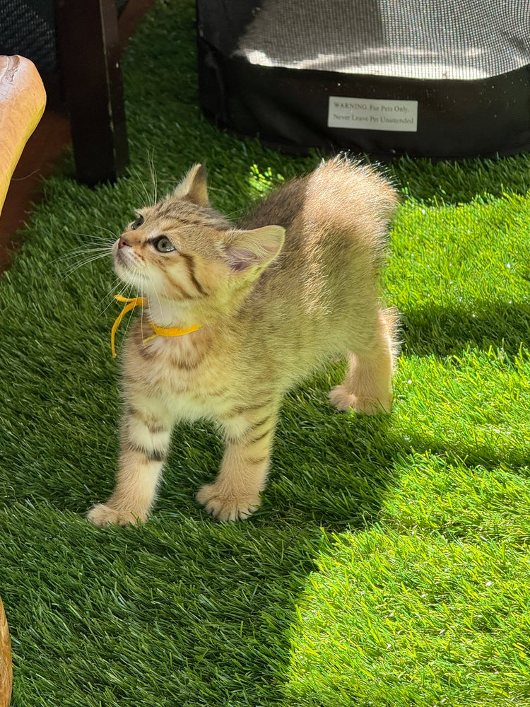 Princess - Yellow Collar